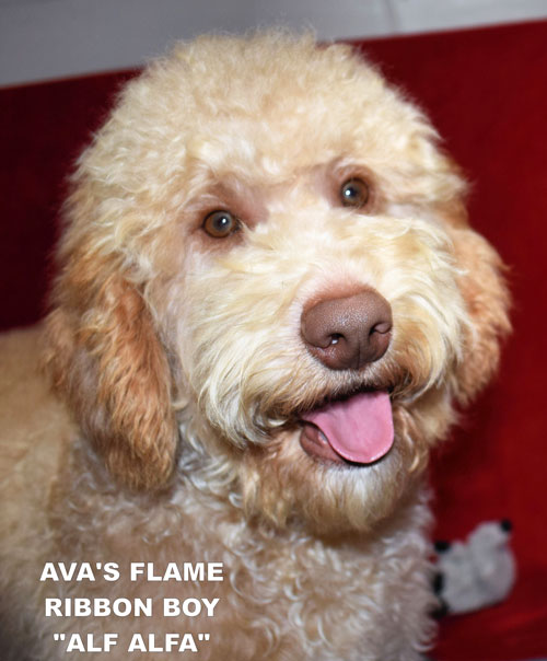 australian labradoodle